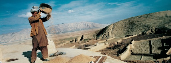 <span class='caption-artist'>Zalmaï</span>, <span class='caption-title'>The ﬁrst harvest, after years of drought and war, shows promise that the country can return to peace, stability, and self-sufﬁciency. Aybak, Samangan</span>, <span class='caption-year'>2001-2004</span>